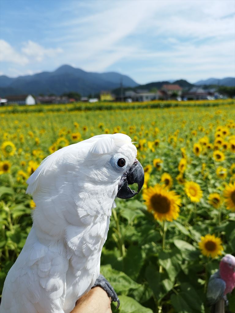 タイハクオウム